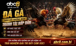 ABC8 Đá Gà danh sách trận và tỷ lệ
